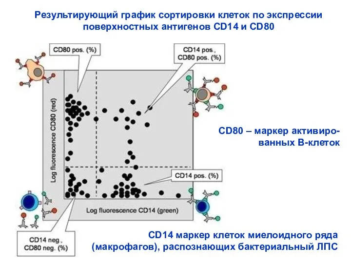 Результирующий график сортировки клеток по экспрессии поверхностных антигенов CD14 и CD80
