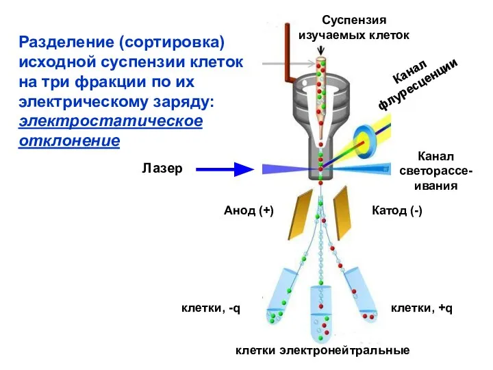 Разделение (сортировка) исходной суспензии клеток на три фракции по их электрическому