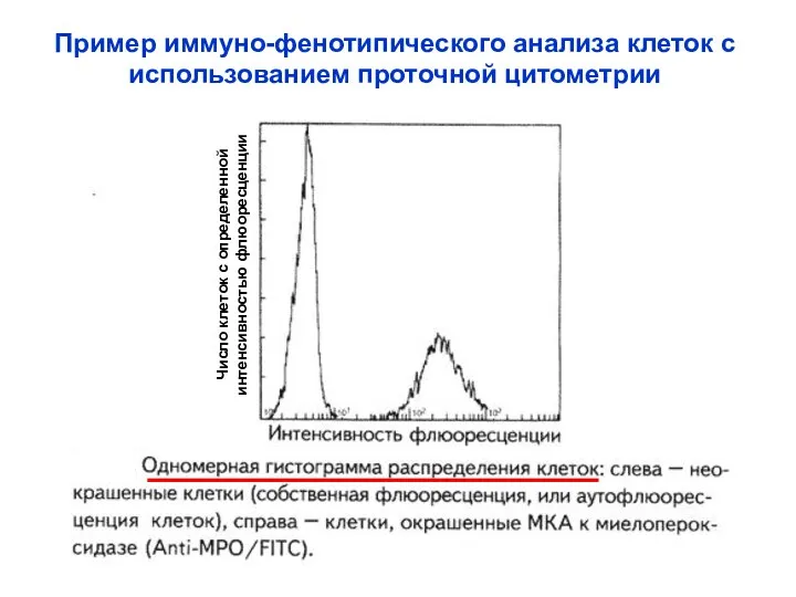 Пример иммуно-фенотипического анализа клеток с использованием проточной цитометрии Число клеток с определенной интенсивностью флюоресценции