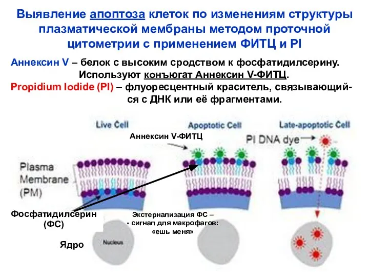 Ядро Выявление апоптоза клеток по изменениям структуры плазматической мембраны методом проточной