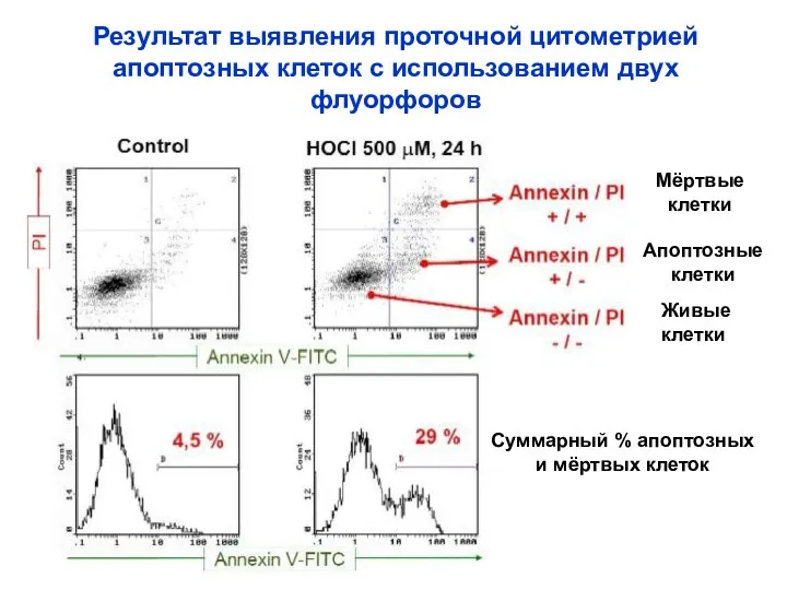 Результат выявления проточной цитометрией апоптозных клеток с использованием двух флуорфоров Живые