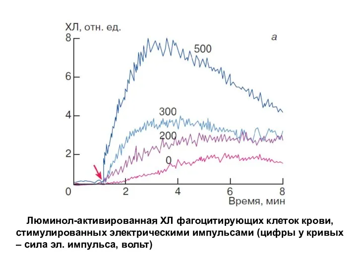 Люминол-активированная ХЛ фагоцитирующих клеток крови, стимулированных электрическими импульсами (цифры у кривых – сила эл. импульса, вольт)