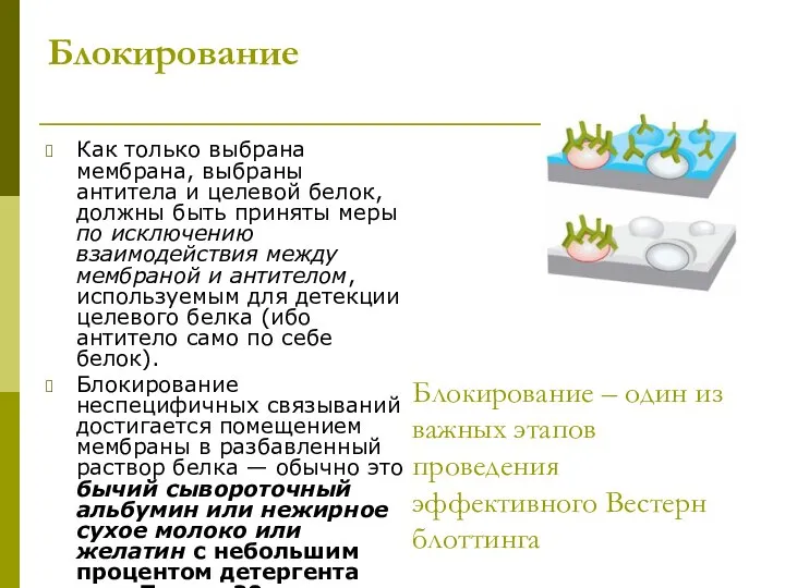 Блокирование Как только выбрана мембрана, выбраны антитела и целевой белок, должны