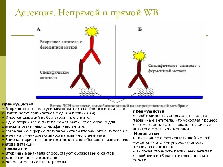 Детекция. Непрямой и прямой WB преимущества • необходимость использовать только первичные