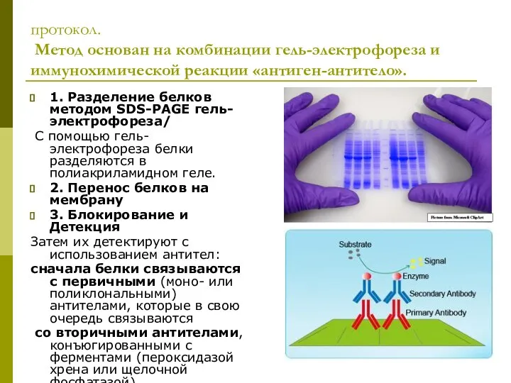 протокол. Метод основан на комбинации гель-электрофореза и иммунохимической реакции «антиген-антитело». 1.