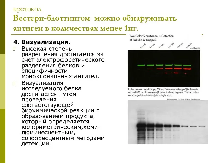 протокол. Вестерн-блоттингом можно обнаруживать антиген в количествах менее 1нг. 4. Визуализация.