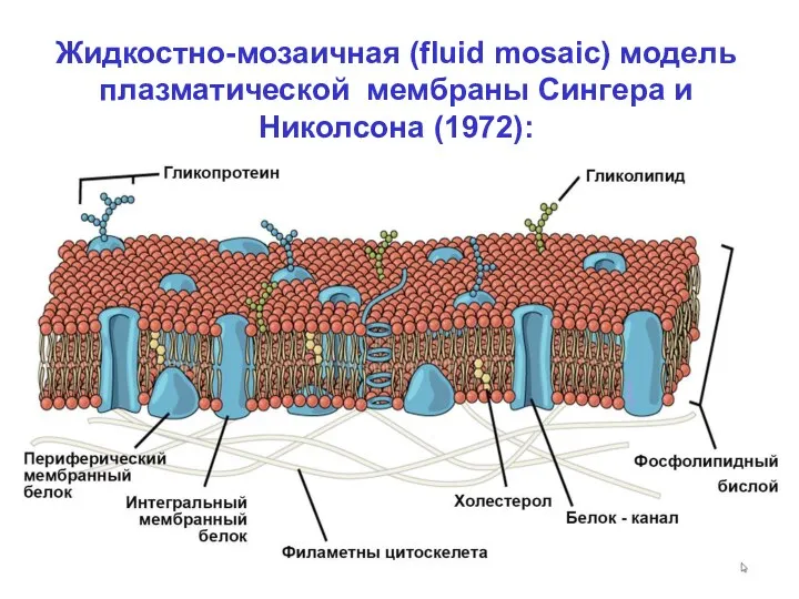 Жидкостно-мозаичная (fluid mosaic) модель плазматической мембраны Сингера и Николсона (1972):