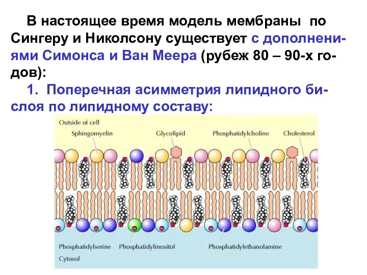 В настоящее время модель мембраны по Сингеру и Николсону существует с