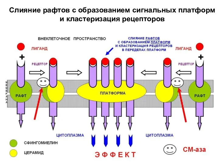 Слияние рафтов с образованием сигнальных платформ и кластеризация рецепторов