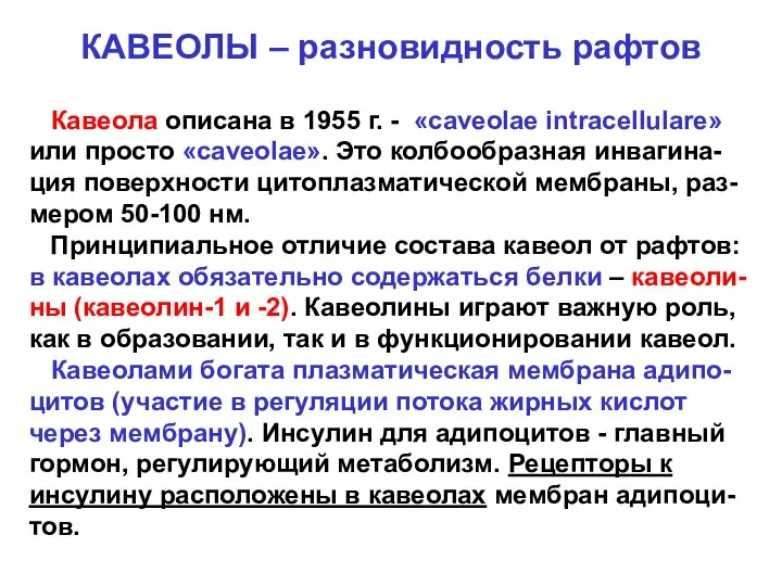 КАВЕОЛЫ – разновидность рафтов Кавеола описана в 1955 г. - «сaveolae