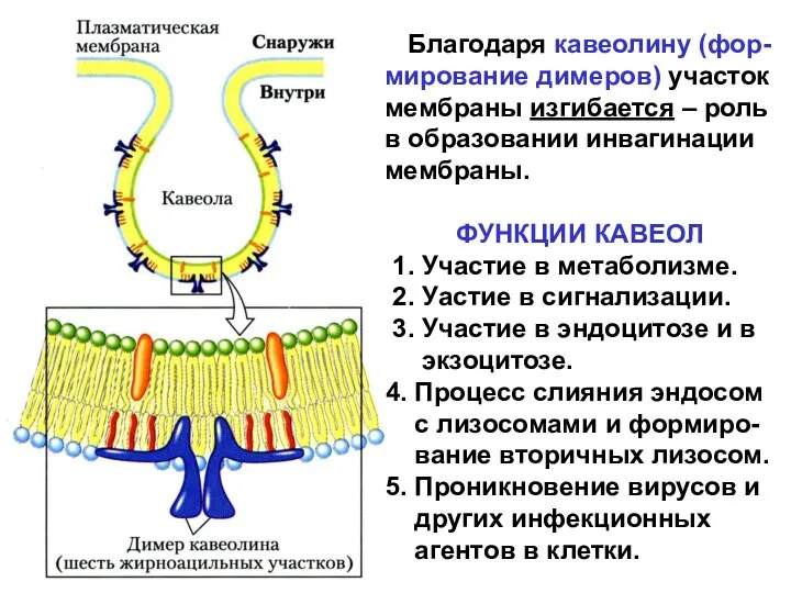 Благодаря кавеолину (фор-мирование димеров) участок мембраны изгибается – роль в образовании