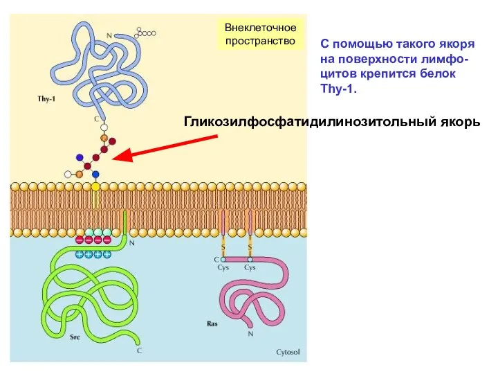 С помощью такого якоря на поверхности лимфо-цитов крепится белок Thy-1. Внеклеточное пространство Гликозилфосфатидилинозитольный якорь