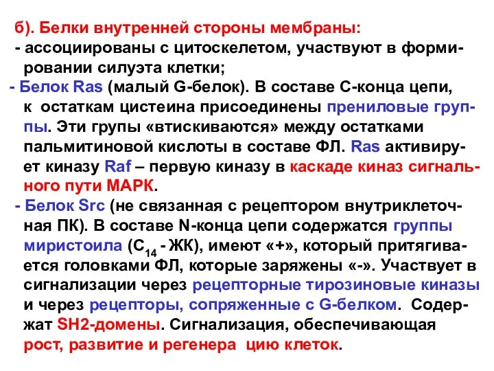 б). Белки внутренней стороны мембраны: - ассоциированы с цитоскелетом, участвуют в