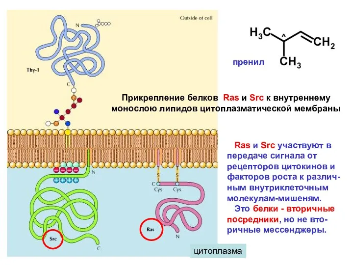 цитоплазма Прикрепление белков Ras и Src к внутреннему монослою липидов цитоплазматической