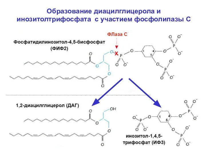 Образование диацилглицерола и инозитолтрифосфата с участием фосфолипазы С Х