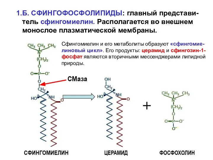 1.Б. СФИНГОФОСФОЛИПИДЫ: главный представи- тель сфингомиелин. Располагается во внешнем монослое плазматической