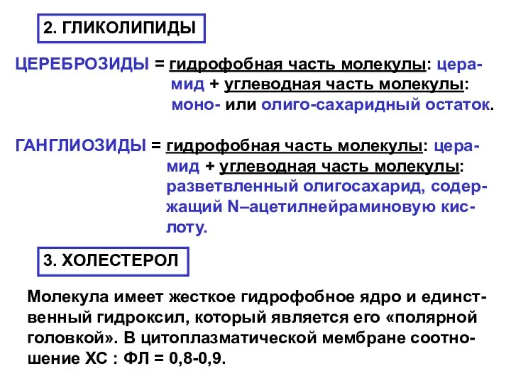 2. ГЛИКОЛИПИДЫ ЦЕРЕБРОЗИДЫ = гидрофобная часть молекулы: цера- мид + углеводная