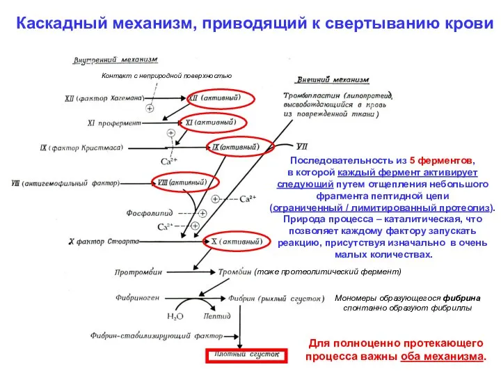 Каскадный механизм, приводящий к свертыванию крови Последовательность из 5 ферментов, в