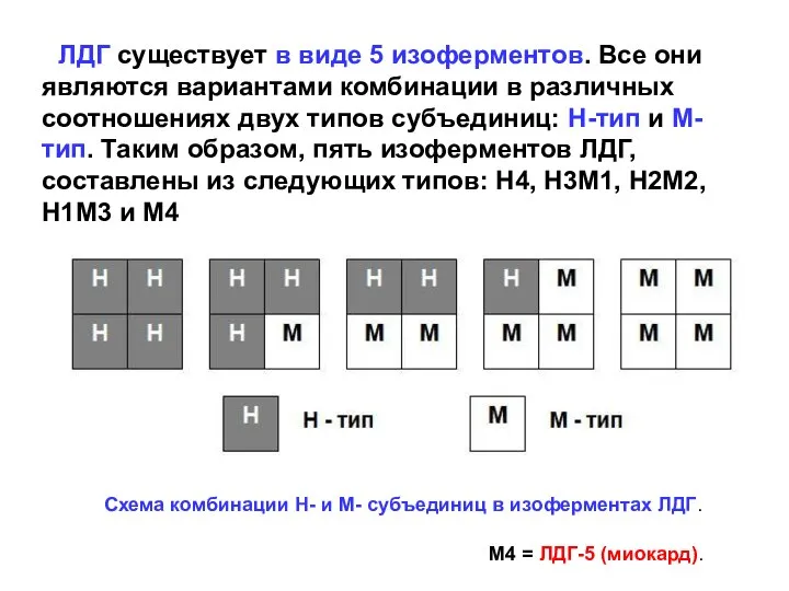 ЛДГ существует в виде 5 изоферментов. Все они являются вариантами комбинации