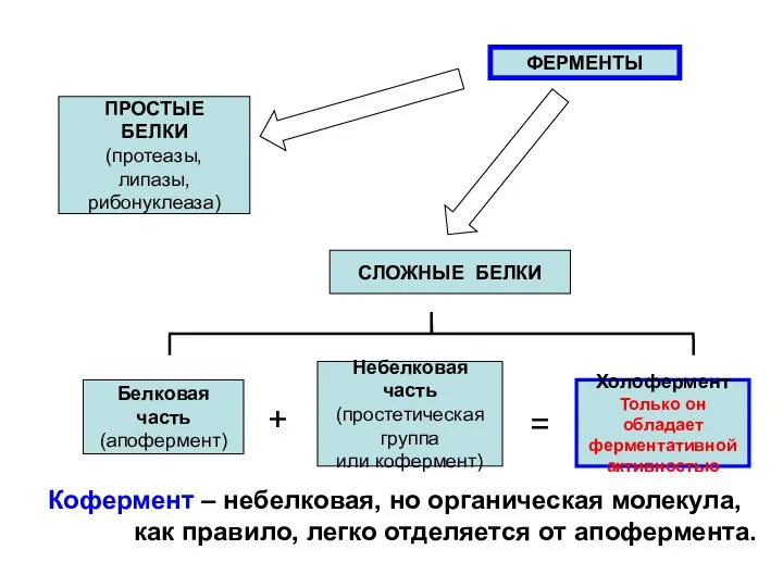 ФЕРМЕНТЫ ПРОСТЫЕ БЕЛКИ (протеазы, липазы, рибонуклеаза) СЛОЖНЫЕ БЕЛКИ Белковая часть (апофермент)