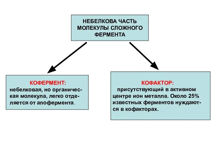 НЕБЕЛКОВА ЧАСТЬ МОЛЕКУЛЫ СЛОЖНОГО ФЕРМЕНТА КОФЕРМЕНТ: небелковая, но органичес-кая молекула, легко