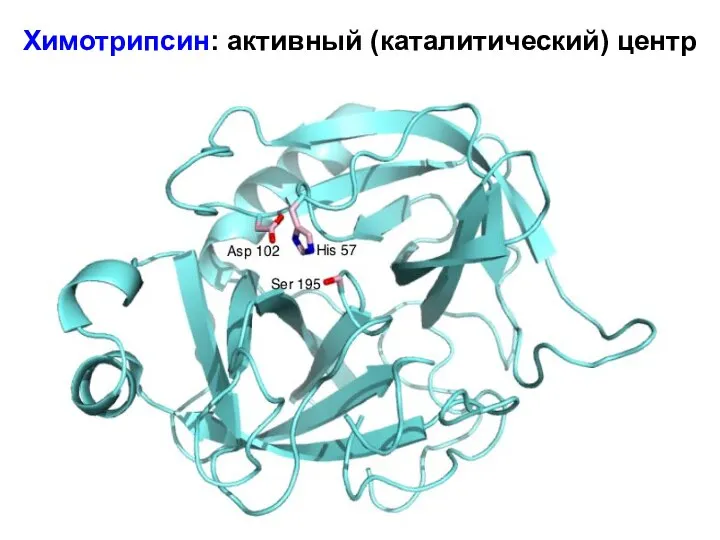 Химотрипсин: активный (каталитический) центр