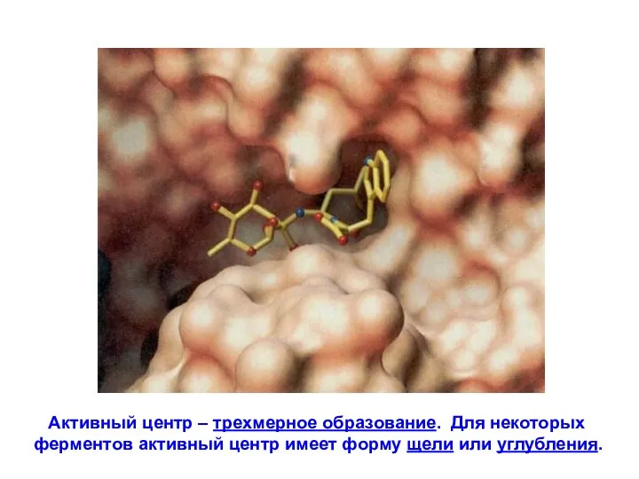 Активный центр – трехмерное образование. Для некоторых ферментов активный центр имеет форму щели или углубления.