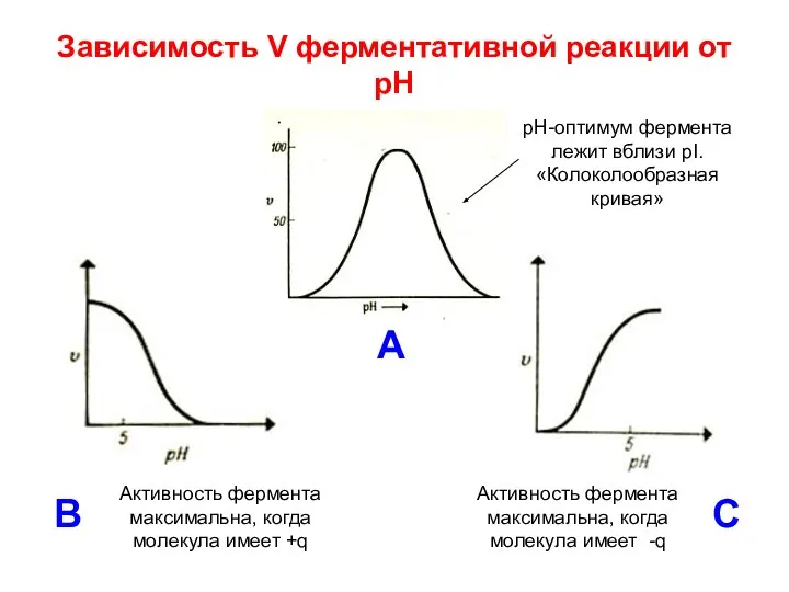 Зависимость V ферментативной реакции от рН А B C рН-оптимум фермента