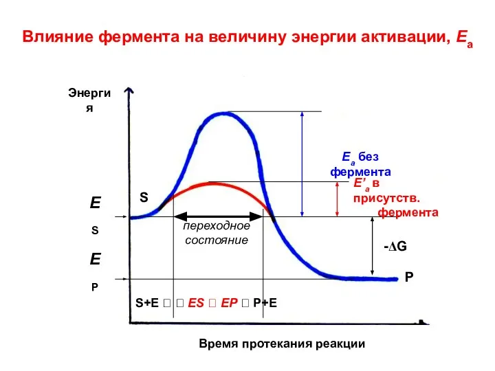 Влияние фермента на величину энергии активации, Еа Время протекания реакции Энергия