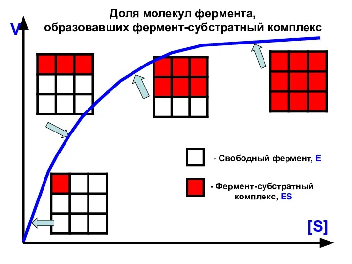 V [S] - Свободный фермент, Е Фермент-субстратный комплекс, ES Доля молекул фермента, образовавших фермент-субстратный комплекс