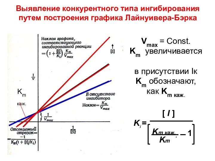 Выявление конкурентного типа ингибирования путем построения графика Лайнуивера-Бэрка Vmax = Const.