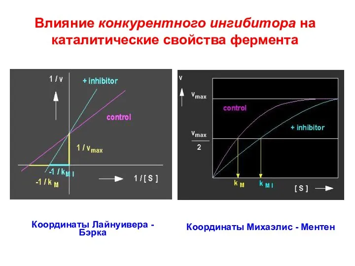 Влияние конкурентного ингибитора на каталитические свойства фермента Координаты Лайнуивера - Бэрка Координаты Михаэлис - Ментен