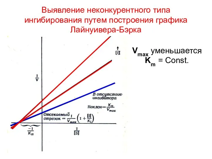 Выявление неконкурентного типа ингибирования путем построения графика Лайнуивера-Бэрка Vmax уменьшается Km = Const.