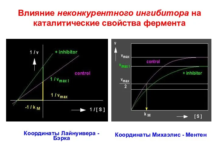 Влияние неконкурентного ингибитора на каталитические свойства фермента Координаты Лайнуивера - Бэрка Координаты Михаэлис - Ментен