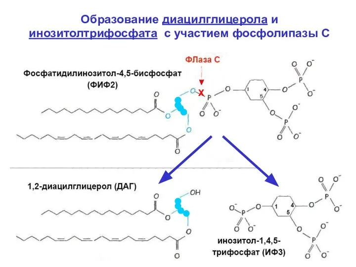 Образование диацилглицерола и инозитолтрифосфата с участием фосфолипазы С Х