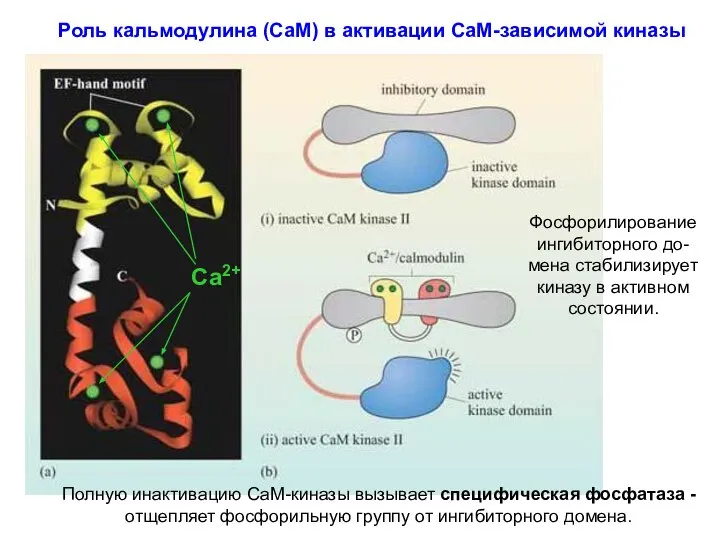 Роль кальмодулина (СаМ) в активации СаМ-зависимой киназы Фосфорилирование ингибиторного до-мена стабилизирует