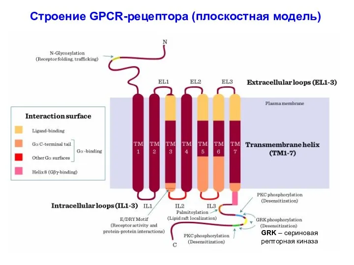 Строение GPCR-рецептора (плоскостная модель) GRK – сериновая репторная киназа