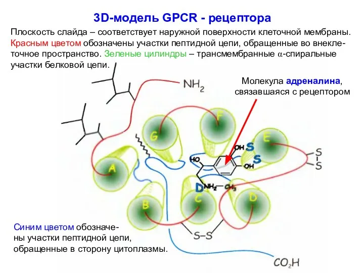 3D-модель GPCR - рецептора Плоскость слайда – соответствует наружной поверхности клеточной