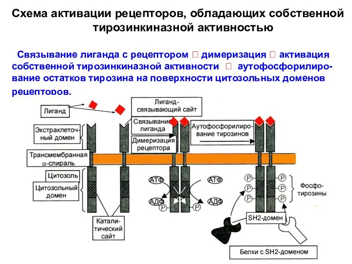 Схема активации рецепторов, обладающих собственной тирозинкиназной активностью Связывание лиганда с рецептором