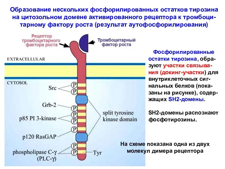 Образование нескольких фосфорилированных остатков тирозина на цитозольном домене активированного рецептора к