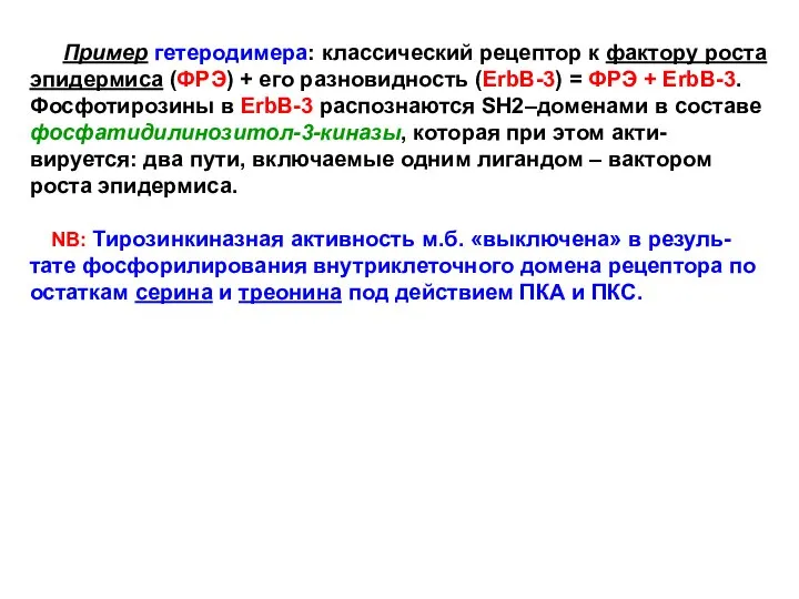 Пример гетеродимера: классический рецептор к фактору роста эпидермиса (ФРЭ) + его