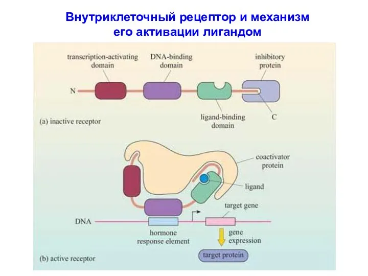 Внутриклеточный рецептор и механизм его активации лигандом