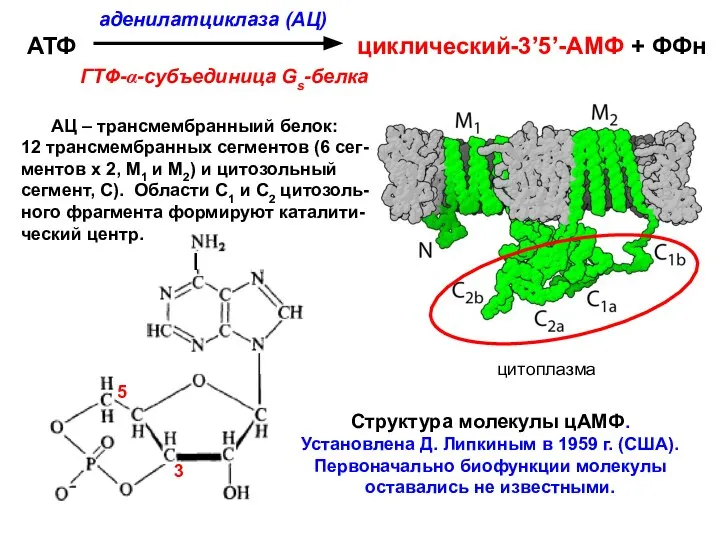 Структура молекулы цАМФ. Установлена Д. Липкиным в 1959 г. (США). Первоначально