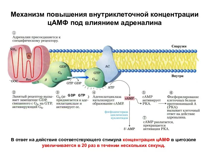 Механизм повышения внутриклеточной концентрации цАМФ под влиянием адреналина GDP GTP В