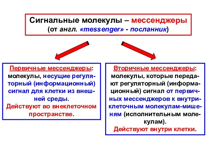 Сигнальные молекулы – мессенджеры (от англ. «messenger» - посланник) Первичные мессенджеры: