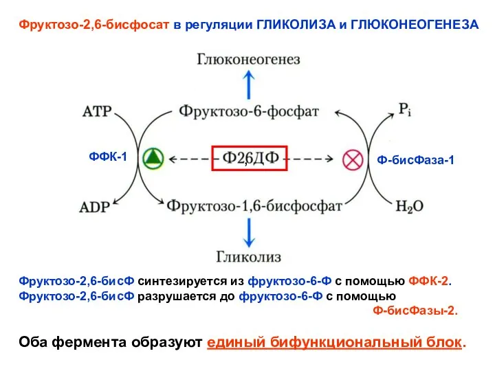 , Фруктозо-2,6-бисфосат в регуляции ГЛИКОЛИЗА и ГЛЮКОНЕОГЕНЕЗА ФФК-1 Ф-бисФаза-1 Фруктозо-2,6-бисФ синтезируется