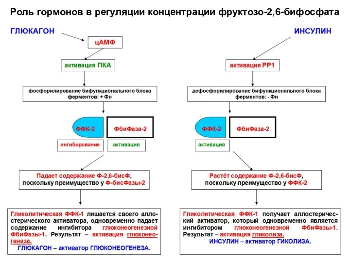 Роль гормонов в регуляции концентрации фруктозо-2,6-бифосфата