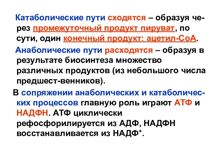 Катаболические пути сходятся – образуя че-рез промежуточный продукт пируват, по сути,