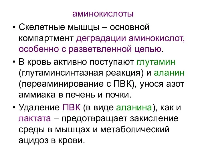 аминокислоты Скелетные мышцы – основной компартмент деградации аминокислот, особенно с разветвленной