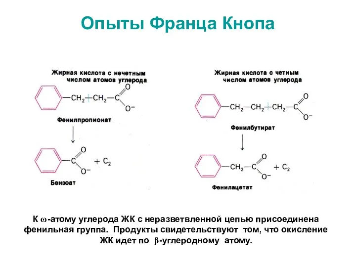 Опыты Франца Кнопа К ω-атому углерода ЖК с неразветвленной цепью присоединена